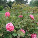 Paeonia suffruticosa 'Mme Stuart'